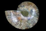 Cut & Polished Ammonite Fossil (Half) - Madagascar #166781-1